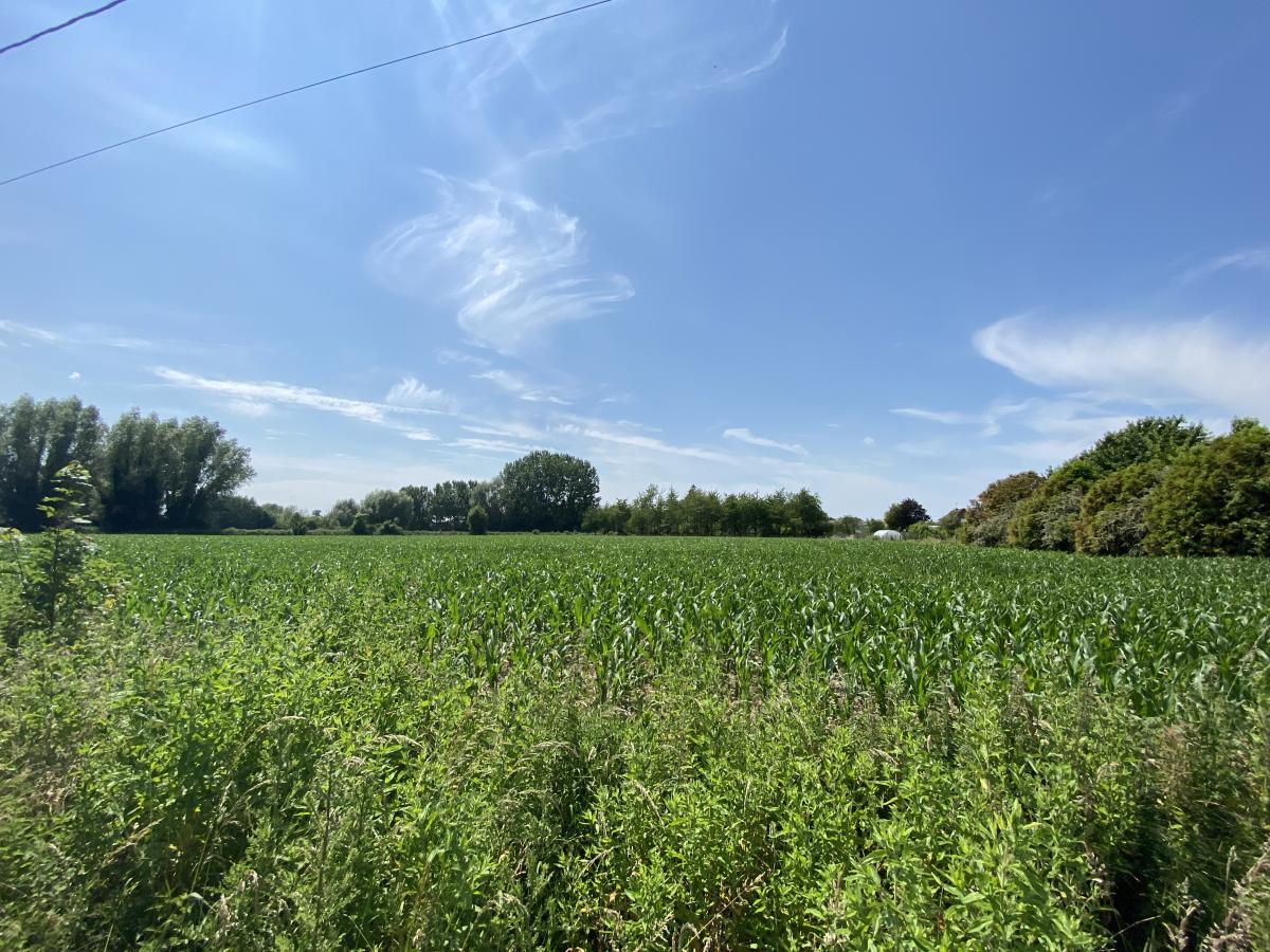 terrain à Wittes