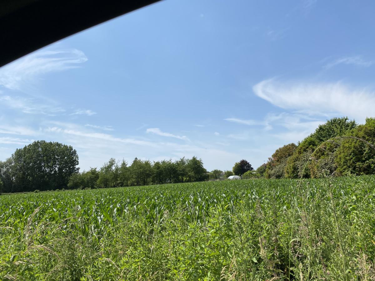 terrain à Wittes