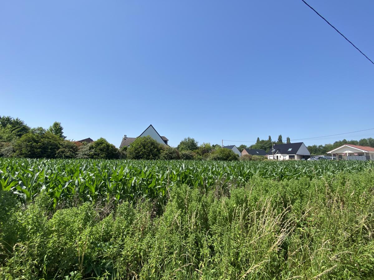 terrain à Wittes