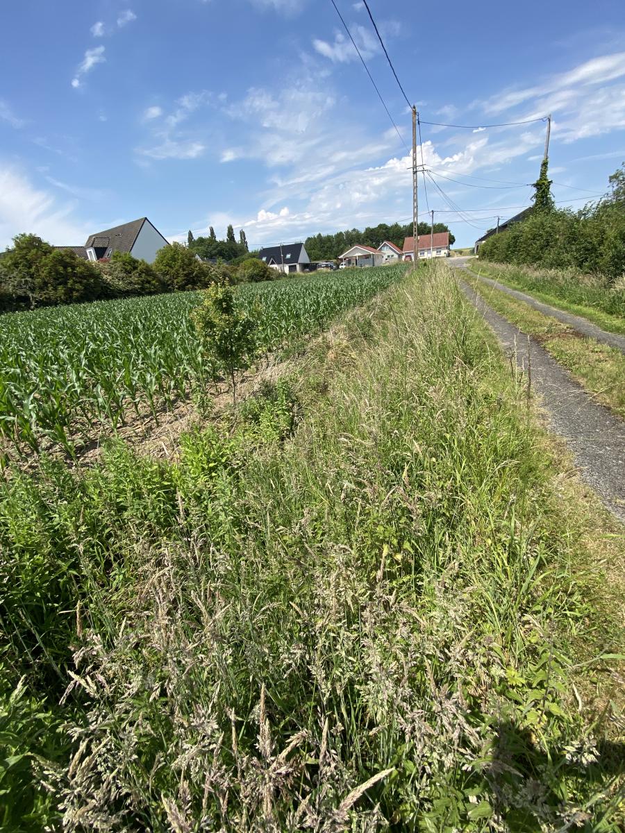 terrain à Wittes