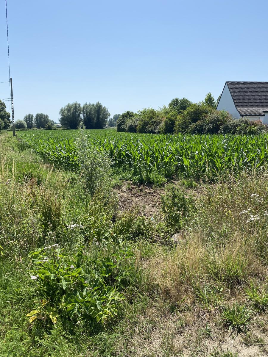 terrain à Wittes